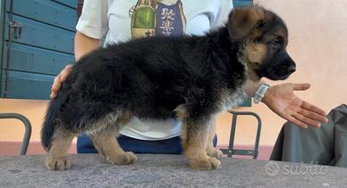 Cucciolo pastore tedesco