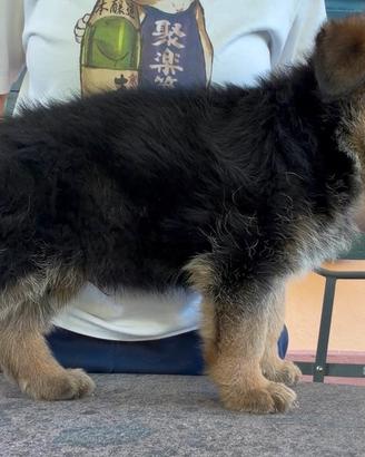 Cucciolo pastore tedesco