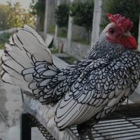 Galline ornamentali Sebright