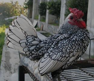 Galline ornamentali Sebright