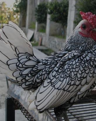 Galline ornamentali Sebright