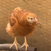 Galline ovaiole pulcini