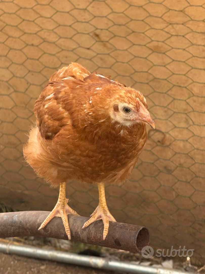 Sabbia Carbonato Di Calcio Purissimo Ottimo Per Galline Ovaiole In Vaso 8 / 25kg - Foto 6