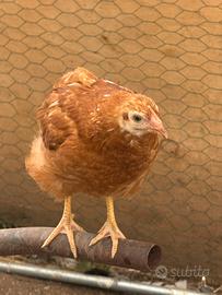 Galline ovaiole pulcini