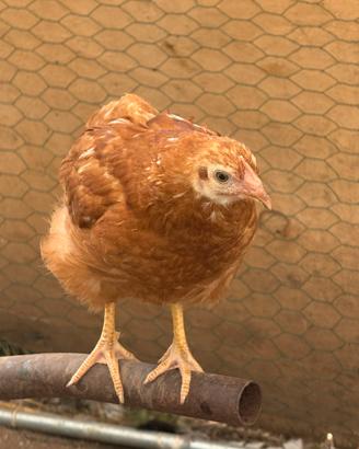 Galline ovaiole pulcini
