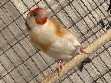 Cardellina