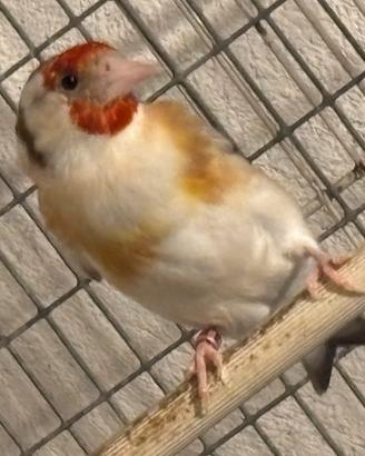 Cardellina