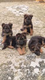 Pastore tedesco pelo lungo