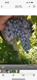 Uva da vino