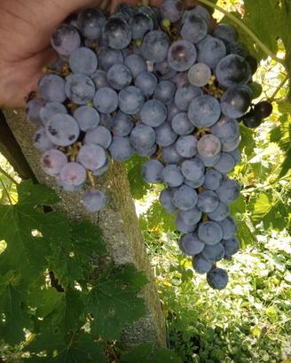 Uva da vino