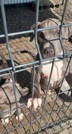 Cucciolo di pitbull con pedigree