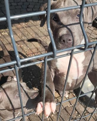 Cucciolo di pitbull con pedigree