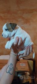 Staffordshire bull terrier (staffy) cuccioli