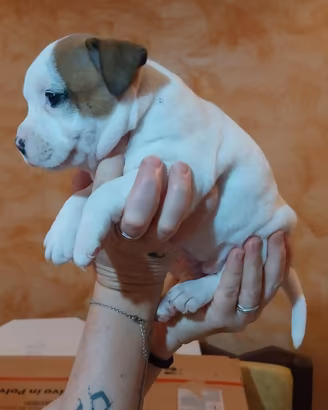 Staffordshire bull terrier (staffy) cuccioli