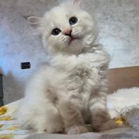 Cucciola di gatto di razza siberiana