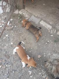 Cuccioli di bassotti nati il 14 maggio