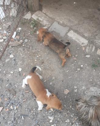 Cuccioli di bassotti nati il 14 maggio