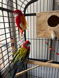 Pappagalli rosella