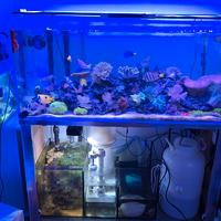 acquario marino 