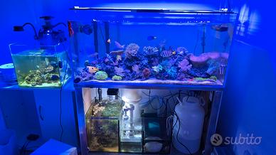 acquario marino 