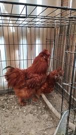 Moroseta silkie
