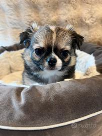 Chihuahua con pedigree Enci