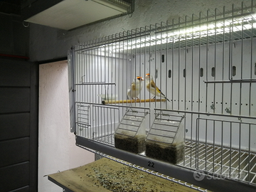 Cardellini mayor favato