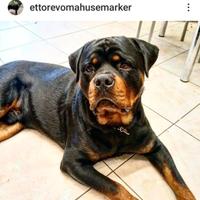 Cuccioli Rottweiler con pedigree