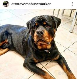Cuccioli Rottweiler con pedigree