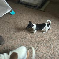 Cuccioli di jack russel