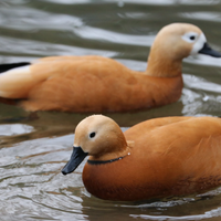Casarcha ferugina coppia