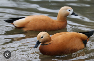 Casarcha ferugina coppia