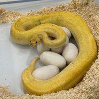 Pitoni Reali Femmine adulte