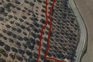 Uliveto con alberi secolari (matera)