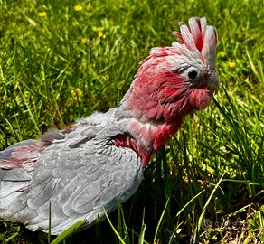 Cacatua roseicapilla allevati a mano
