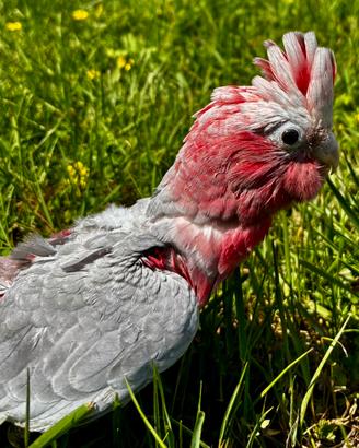 Cacatua roseicapilla allevati a mano