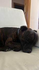 Cane da monta STAFFORDSHIRE BULL TERRIER