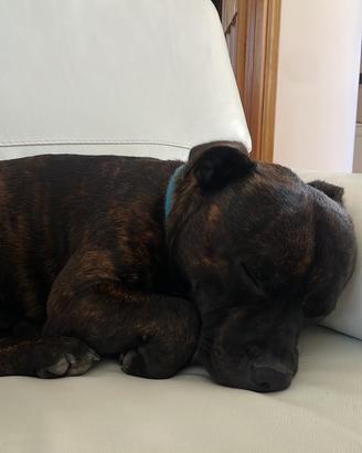 Cane da monta STAFFORDSHIRE BULL TERRIER