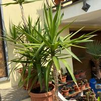 Tronchetti della felicita'