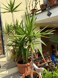 Tronchetti della felicita'