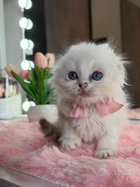 Gattina Scottish Occhi Azzurri FEMMINA