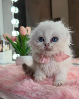 Gattina Scottish Occhi Azzurri FEMMINA