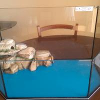 acquario per tartarughe d'acqua   tartarughiera