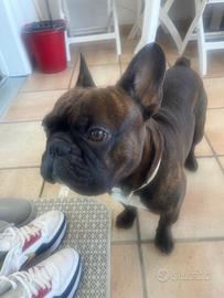 Bulldog Francesco per monta