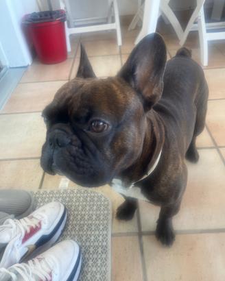 Bulldog Francesco per monta