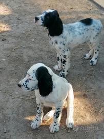 Setter inglese