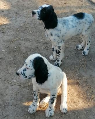 Setter inglese