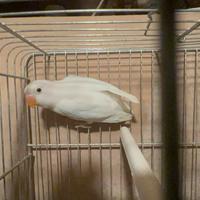 Agapornis Fischer Maschio