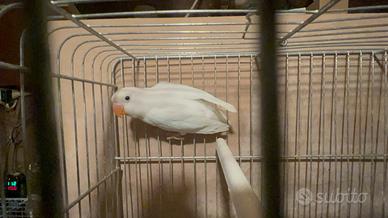 Agapornis Fischer Maschio