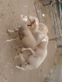 Pecore